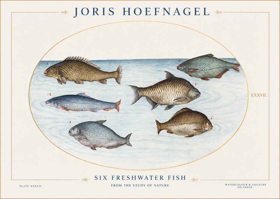 Joris Hoefnagel Six Freshwater Fish No1 - Poszter