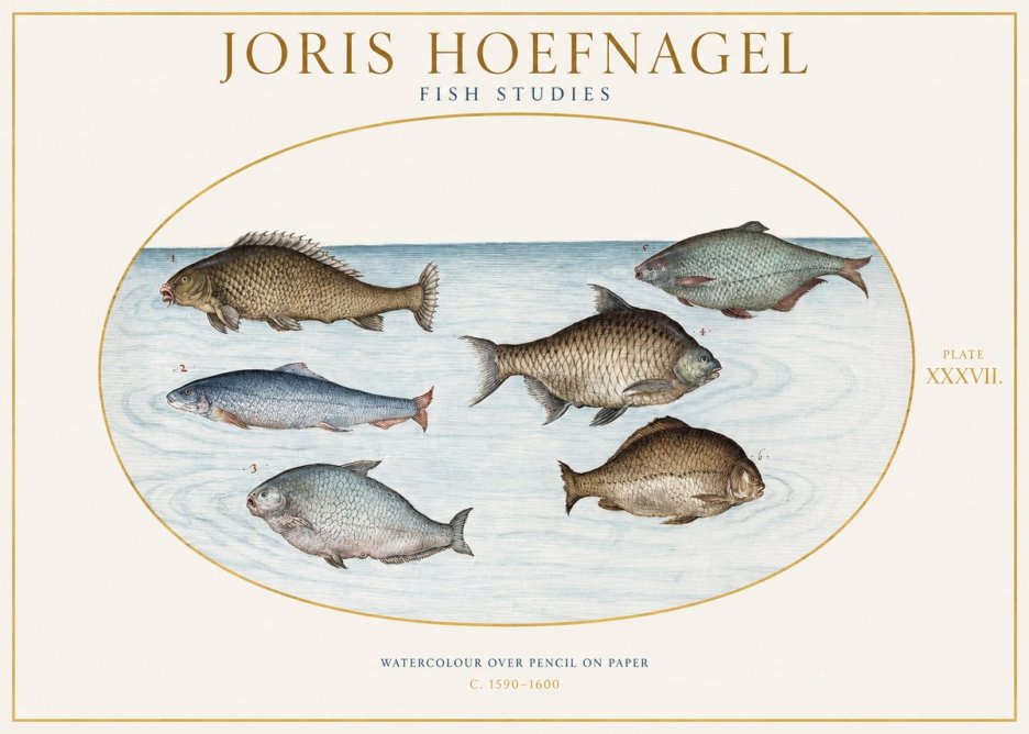 Joris Hoefnagel Six Freshwater Fish No2 - Poszter