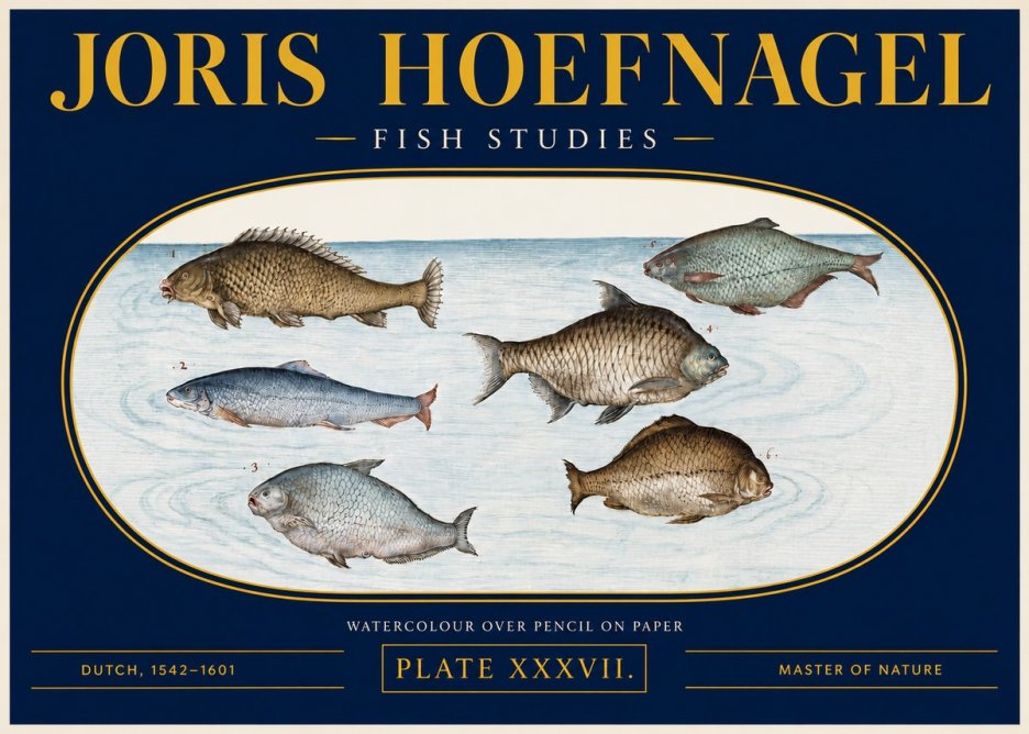 Joris Hoefnagel Six Freshwater Fish No4 - Poszter