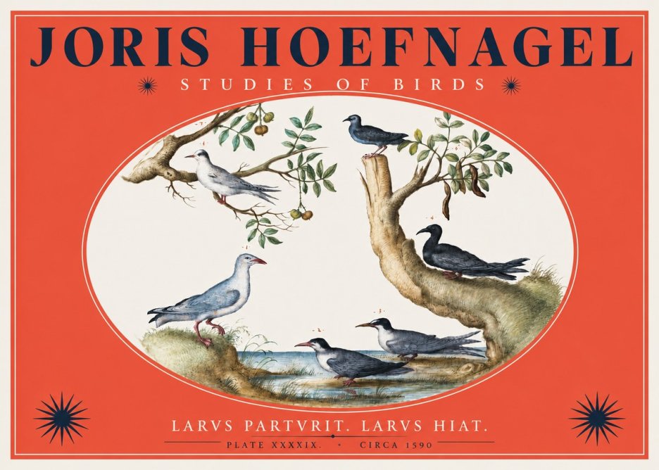 Joris Hoefnagel Studies of Birds II No2 - Poszter