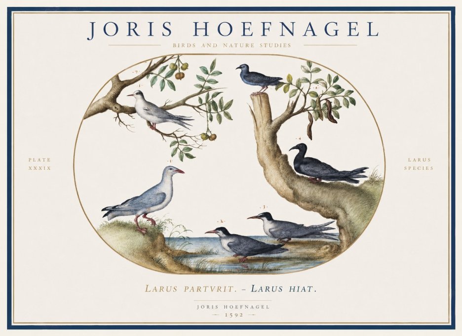 Joris Hoefnagel Studies of Birds II No6 - Poszter