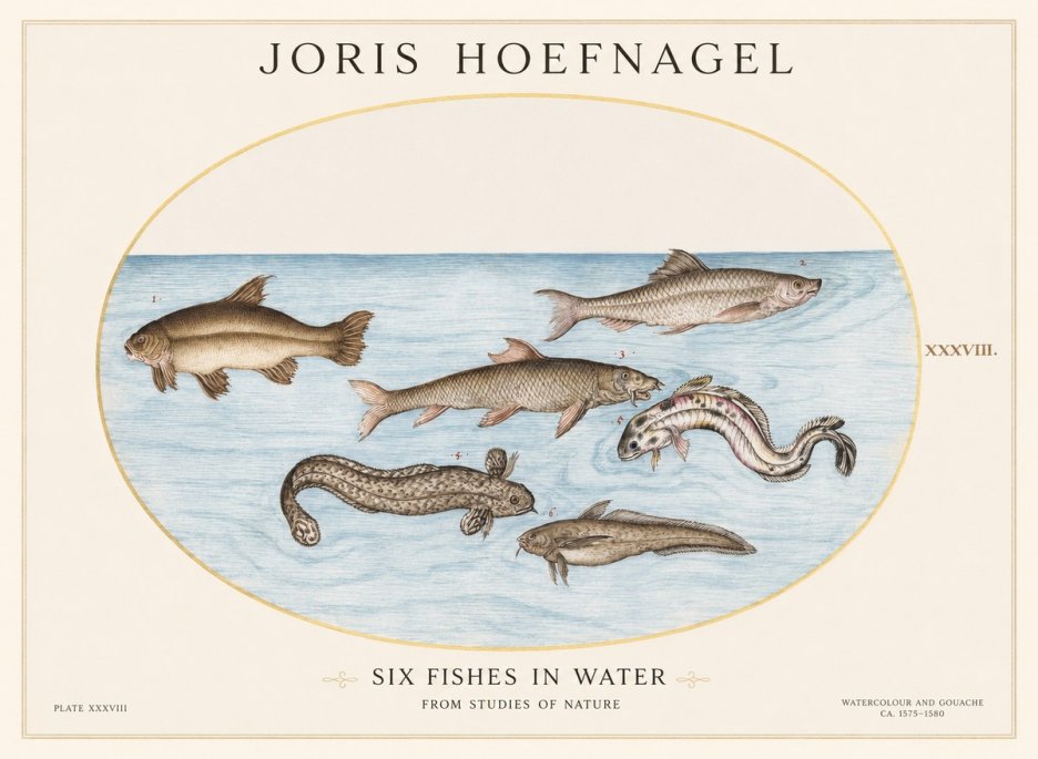Joris Hoefnagel Six Fishes in Water II No1 - Poszter