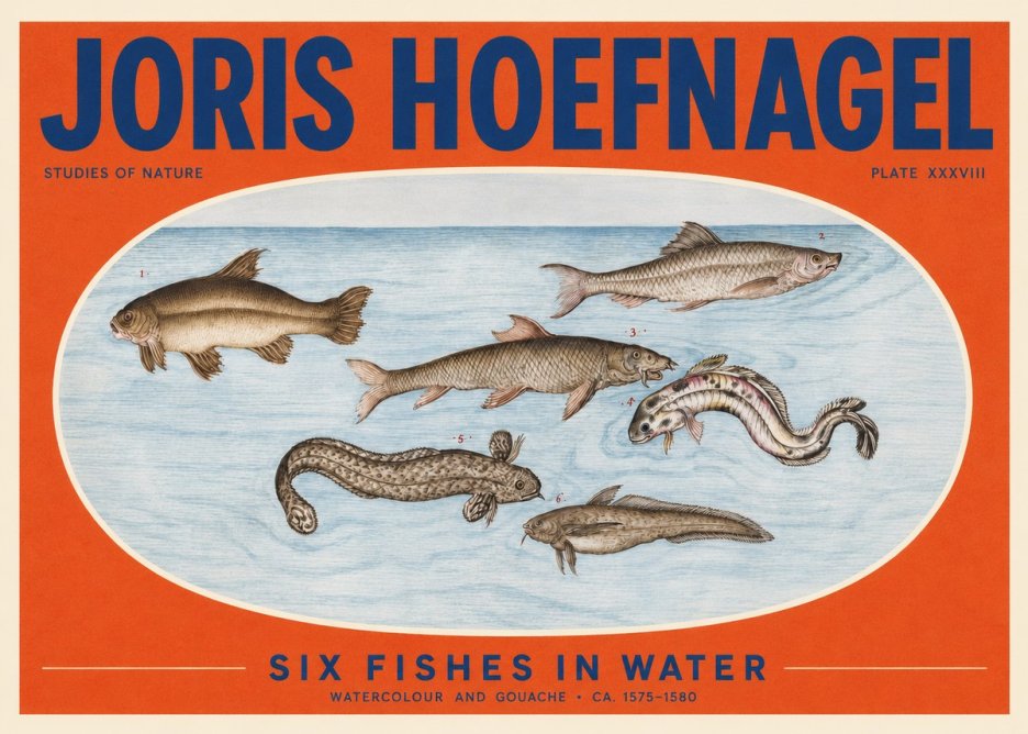 Joris Hoefnagel Six Fishes in Water II No2 - Poszter