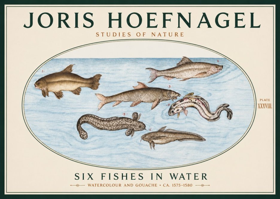 Joris Hoefnagel Six Fishes in Water II No3 - Poszter