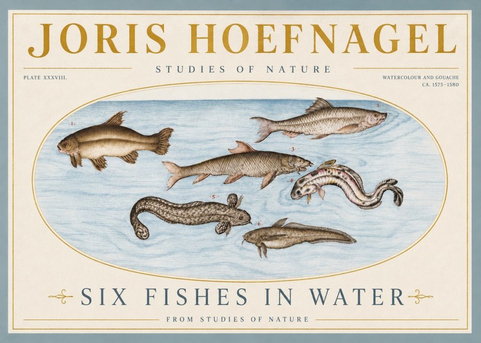 Joris Hoefnagel Six Fishes in Water II No4 - Poszter