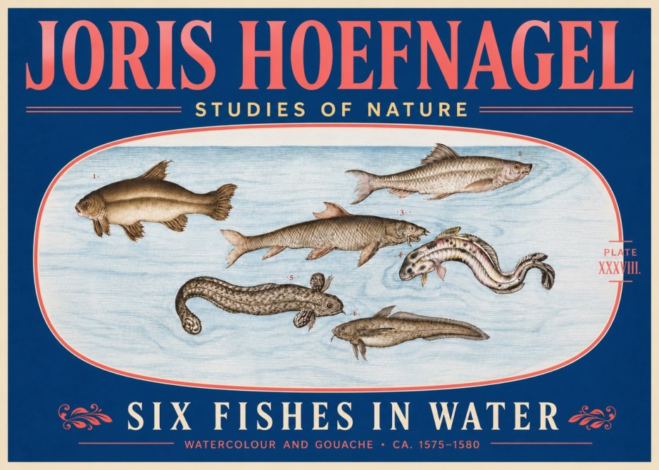 Joris Hoefnagel Six Fishes in Water II No5 - Poszter