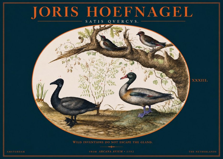 Joris Hoefnagel Satis Quercus. Birds of the Marsh No3 - Poszter
