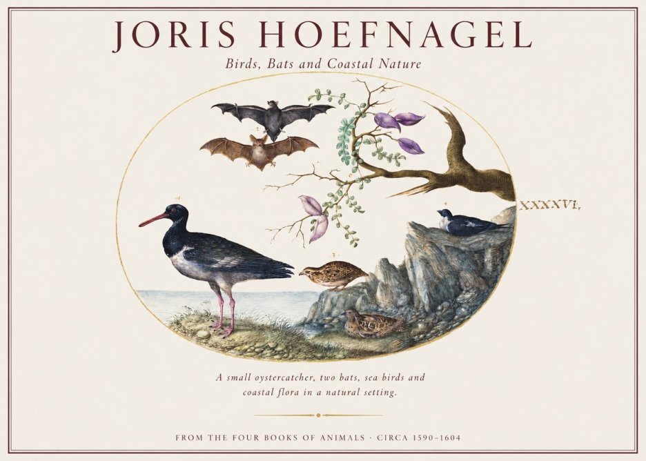 Joris Hoefnagel Birds, Bats and Coastal Nature No1 - Poszter