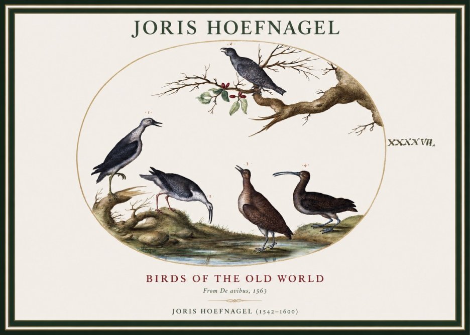 Joris Hoefnagel Birds of the Old World No1 - Poszter