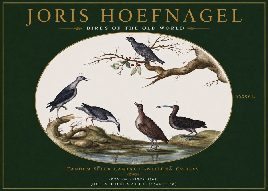 Joris Hoefnagel Birds of the Old World No3 - Poszter