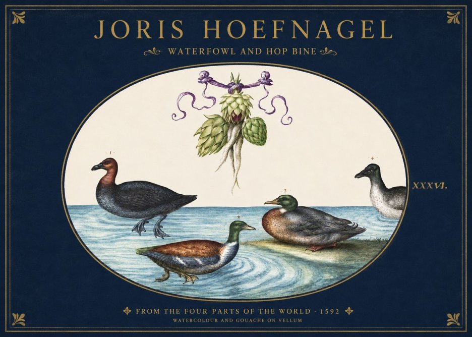 Joris Hoefnagel Waterfowl and Hop Bine No2 - Poszter