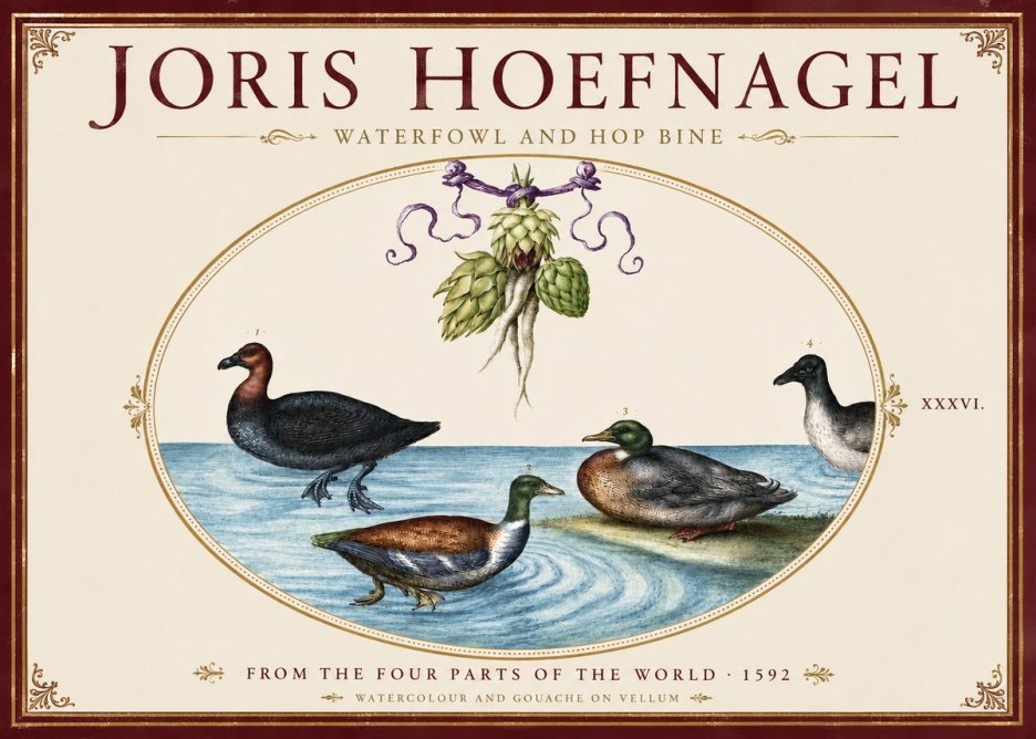 Joris Hoefnagel Waterfowl and Hop Bine No4 - Poszter