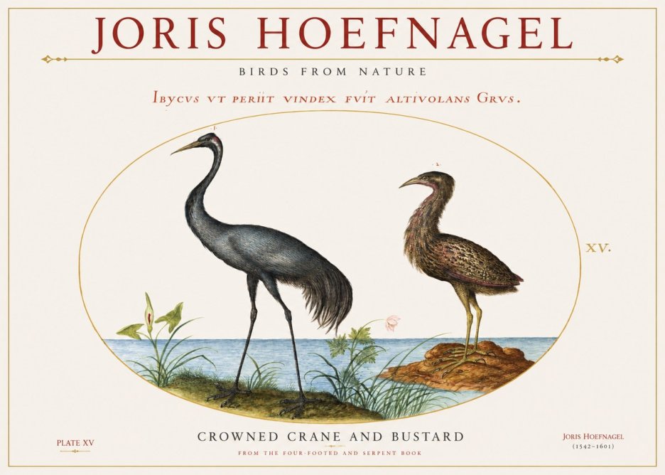 Joris Hoefnagel Crowned Crane and Bustard No1 - Poszter