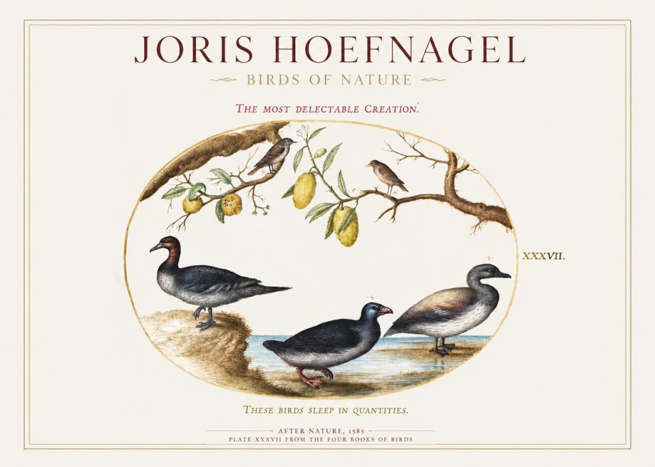Joris Hoefnagel Plate Xxxvii from the Four Books of Birds No1 - Poszter