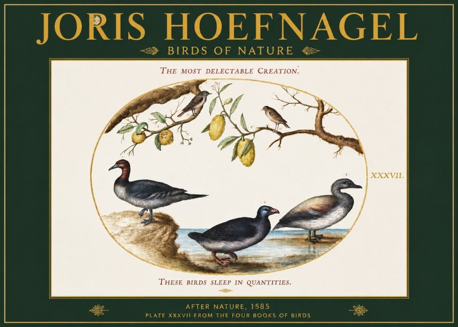 Joris Hoefnagel Plate Xxxvii from the Four Books of Birds No2 - Poszter
