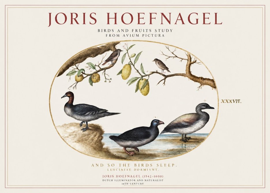 Joris Hoefnagel Plate Xxxvii from the Four Books of Birds No5 - Poszter