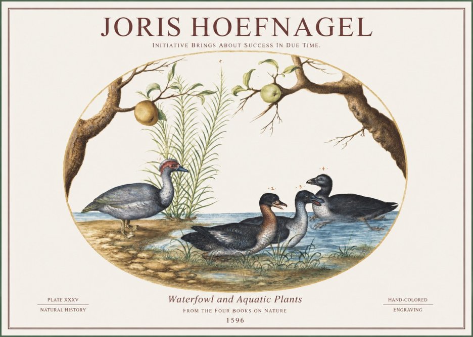 Joris Hoefnagel Waterfowl and Aquatic Plants No1 - Poszter
