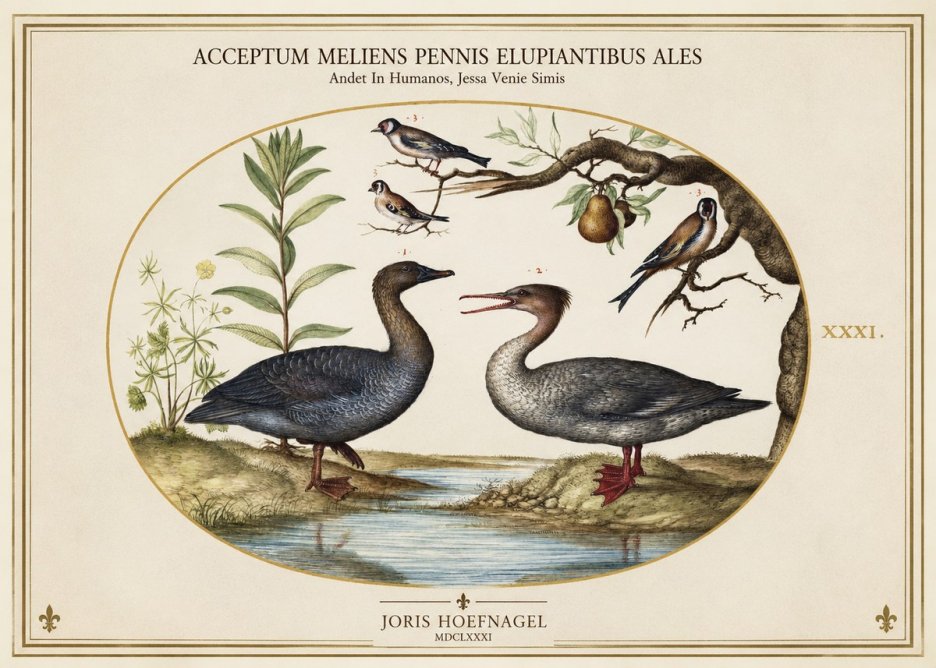 Joris Hoefnagel Acceptiem Meliens Pennis Fupidantibus Ales No2 - Poszter