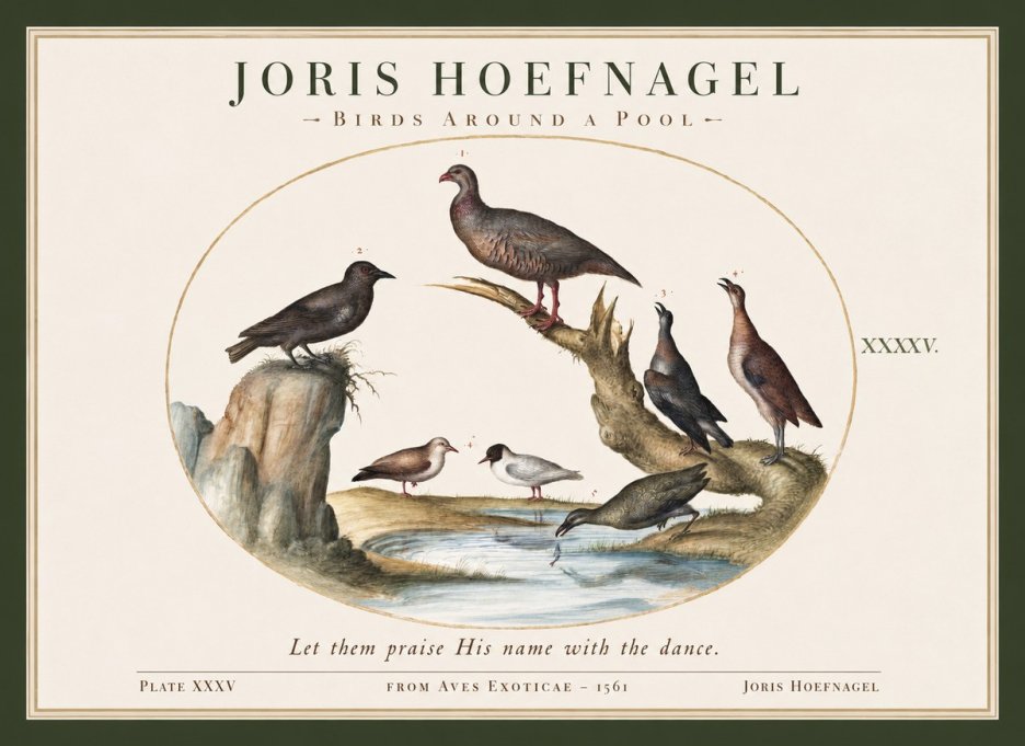 Joris Hoefnagel Birds Around a Pool No1 - Poszter