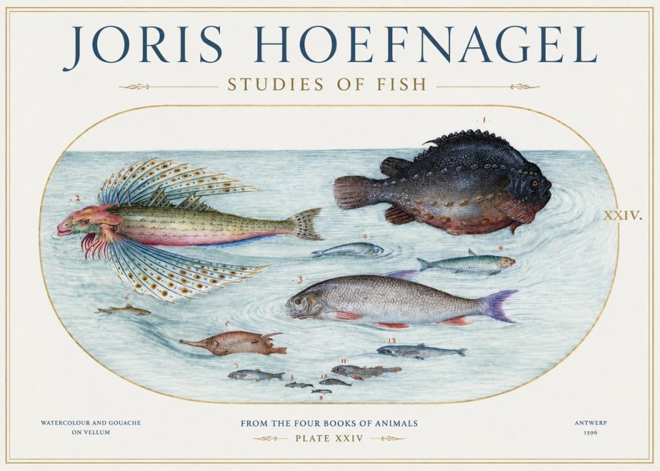 Joris Hoefnagel Studies of Fish II No1 - Poszter