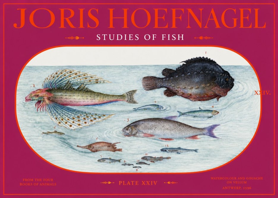 Joris Hoefnagel Studies of Fish II No2 - Poszter