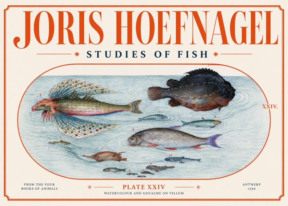 Joris Hoefnagel Studies of Fish II No4 - Poszter