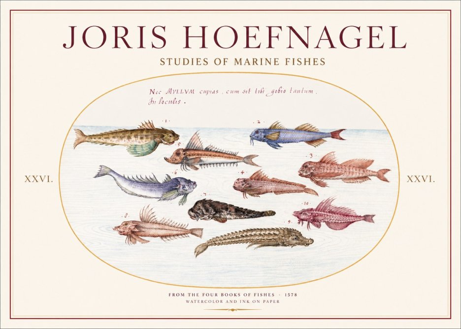 Joris Hoefnagel Studies of Marine Fishes No1 - Poszter