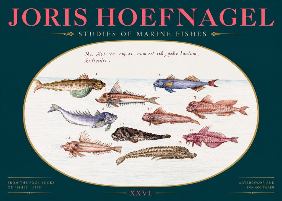 Joris Hoefnagel Studies of Marine Fishes No2 - Poszter