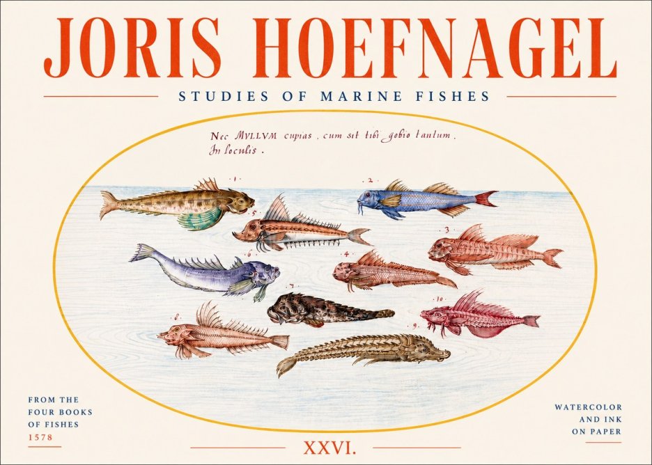 Joris Hoefnagel Studies of Marine Fishes No4 - Poszter