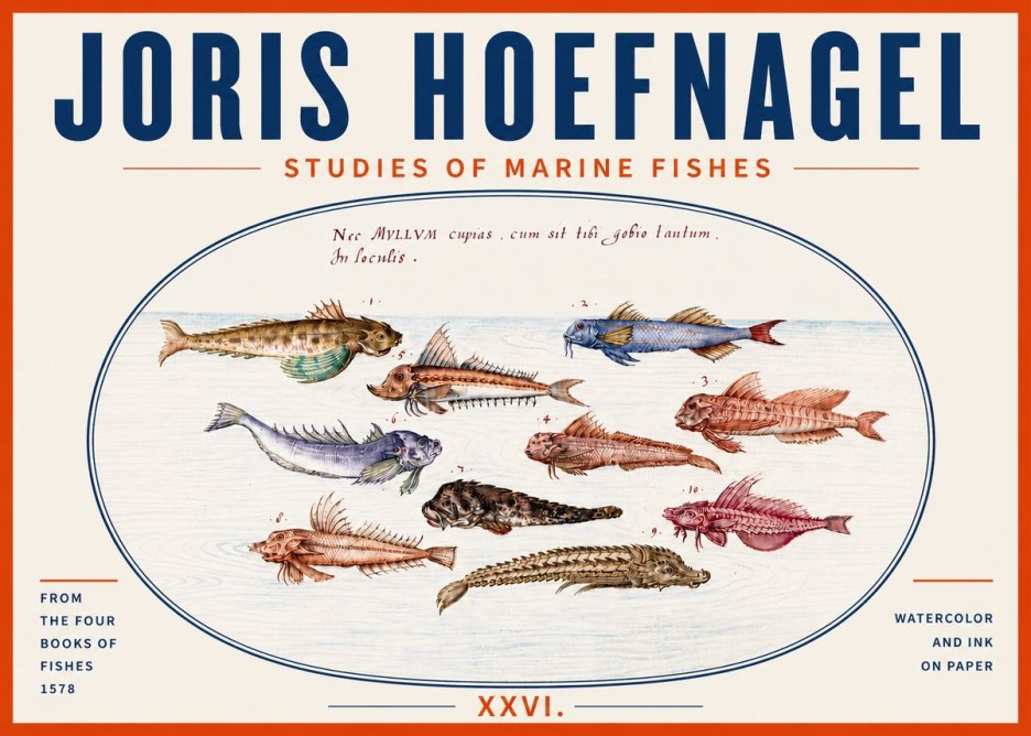 Joris Hoefnagel Studies of Marine Fishes No5 - Poszter