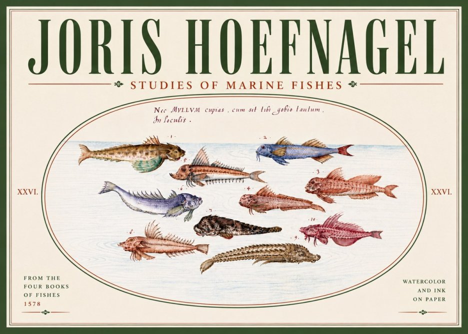 Joris Hoefnagel Studies of Marine Fishes No6 - Poszter