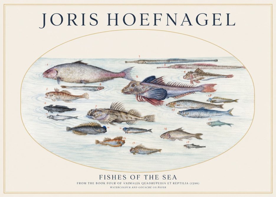 Joris Hoefnagel Fishes of the Sea III No1 - Poszter