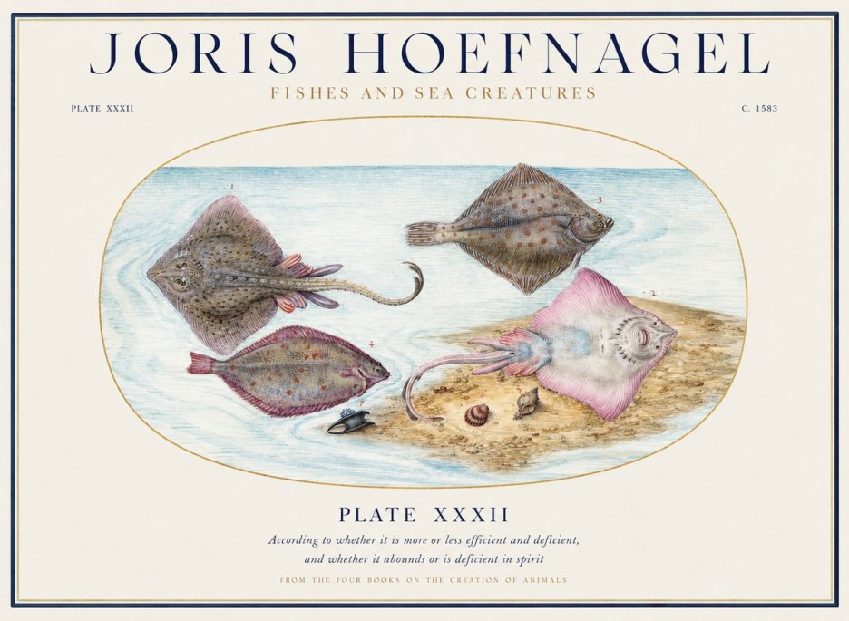 Joris Hoefnagel Study of Rays and Flatfish No5 - Poszter