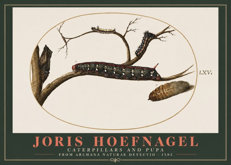Joris Hoefnagel Caterpillars and Pupa No2 - Poszter