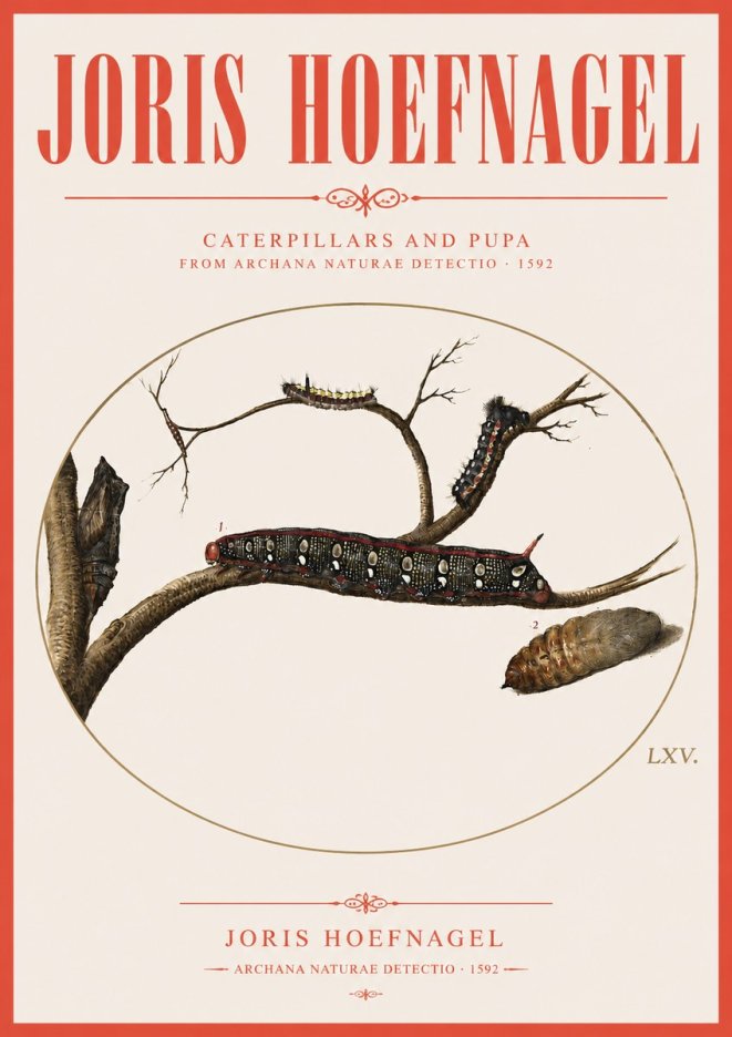 Joris Hoefnagel Caterpillars and Pupa No3 - Poszter