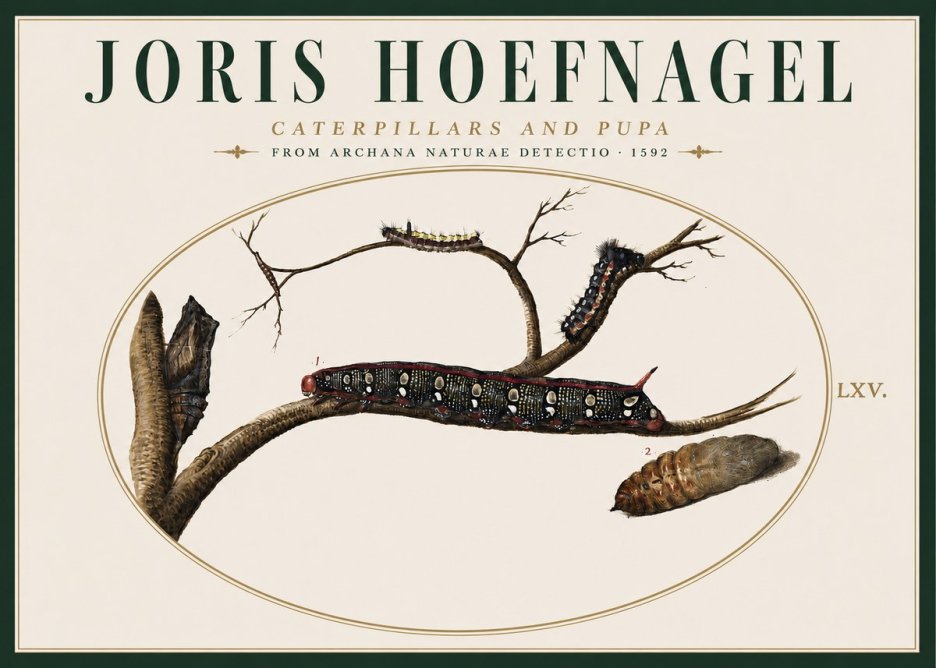 Joris Hoefnagel Caterpillars and Pupa No4 - Poszter