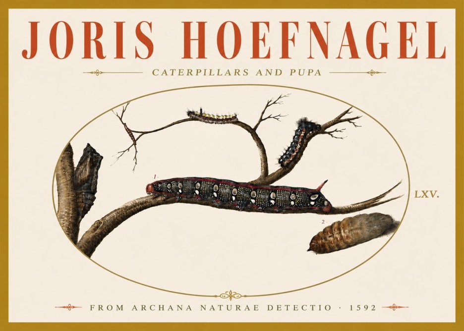 Joris Hoefnagel Caterpillars and Pupa No6 - Poszter
