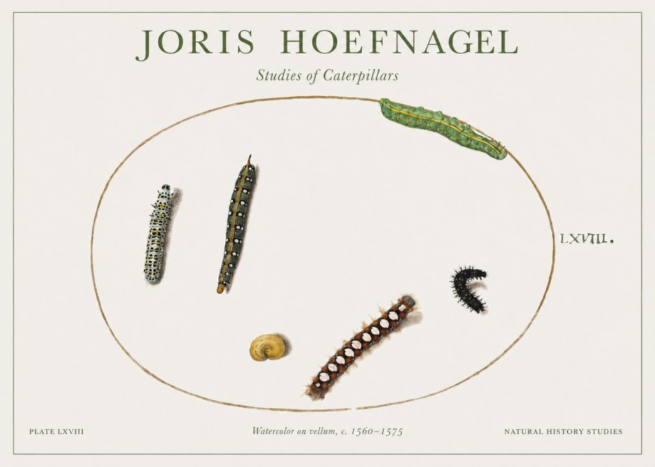 Joris Hoefnagel Studies of Caterpillars No1 - Poszter