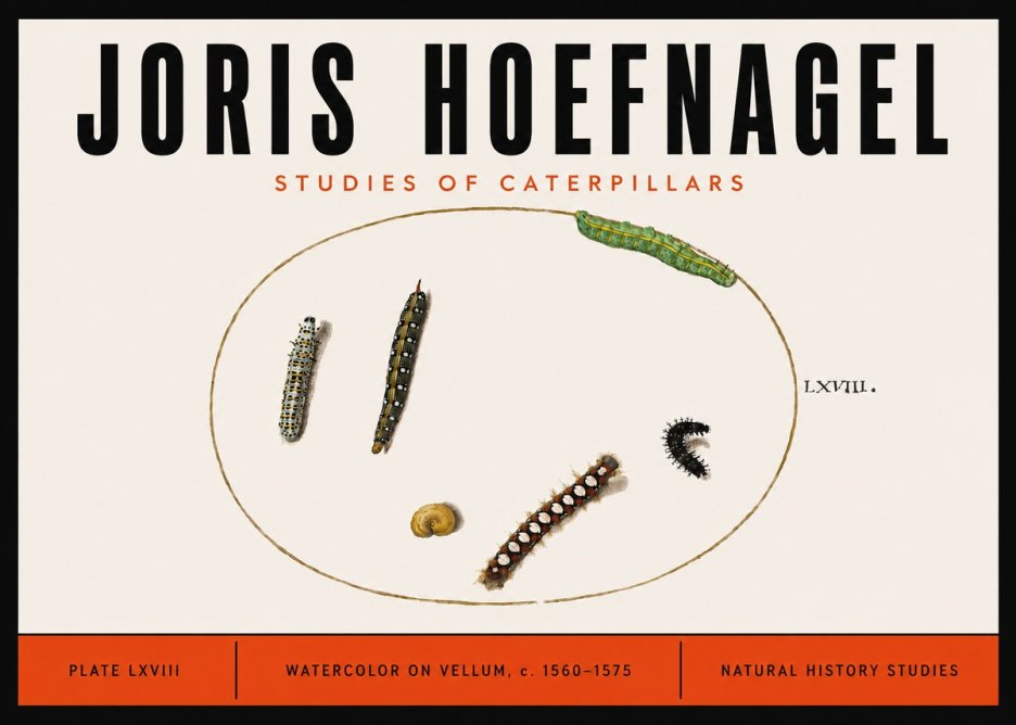 Joris Hoefnagel Studies of Caterpillars No6 - Poszter