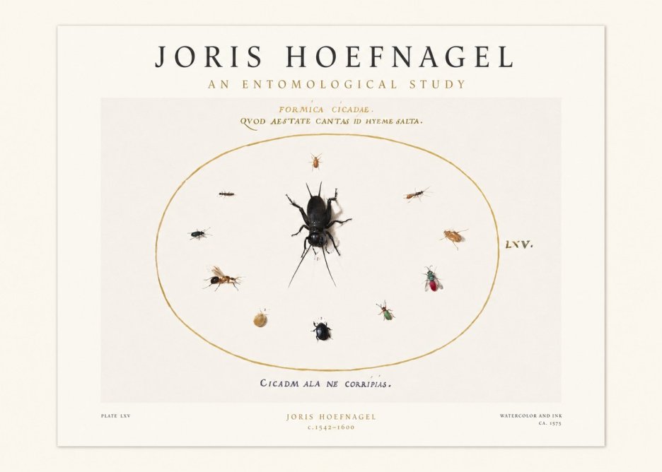 Joris Hoefnagel Formica Cicadae No1 - Poszter