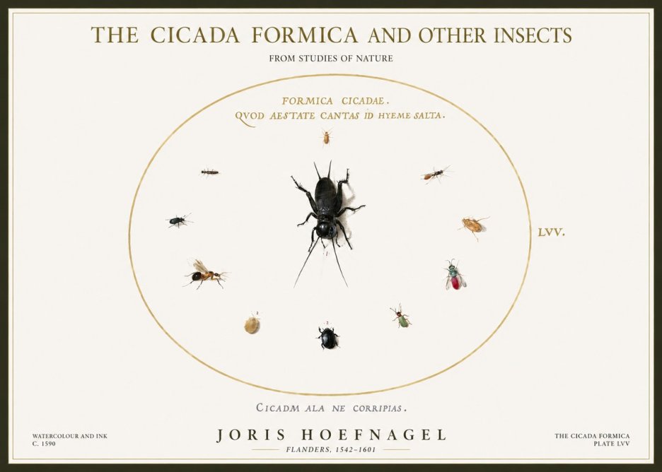 Joris Hoefnagel Formica Cicadae No5 - Poszter