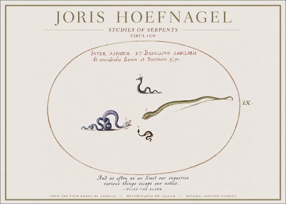 Joris Hoefnagel Studies of Serpents No1 - Poszter