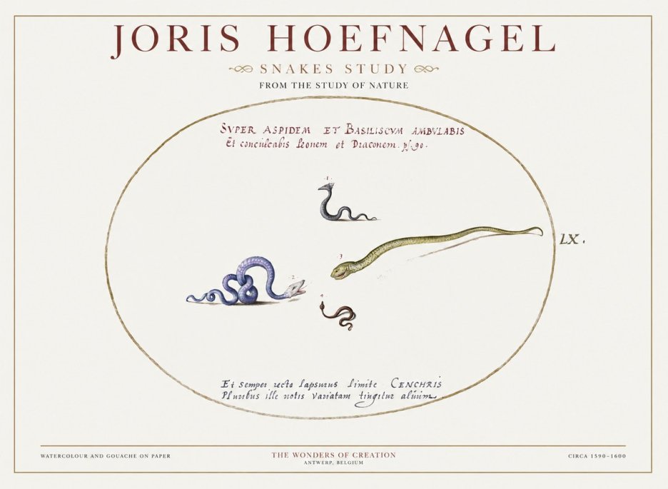 Joris Hoefnagel Studies of Serpents No2 - Poszter