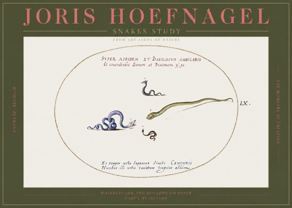 Joris Hoefnagel Studies of Serpents No3 - Poszter