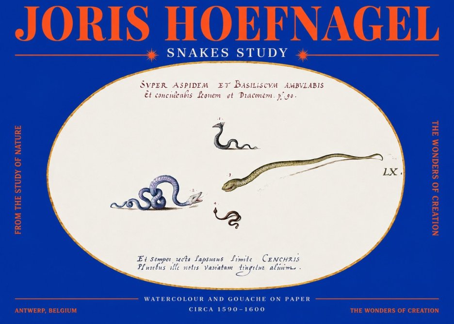 Joris Hoefnagel Studies of Serpents No4 - Poszter