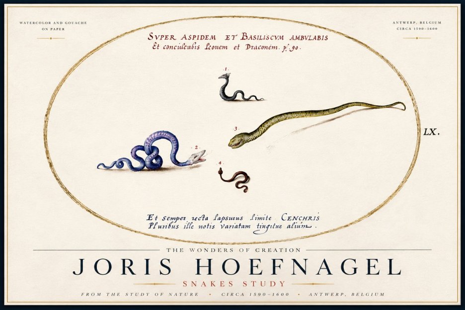 Joris Hoefnagel Studies of Serpents No6 - Poszter