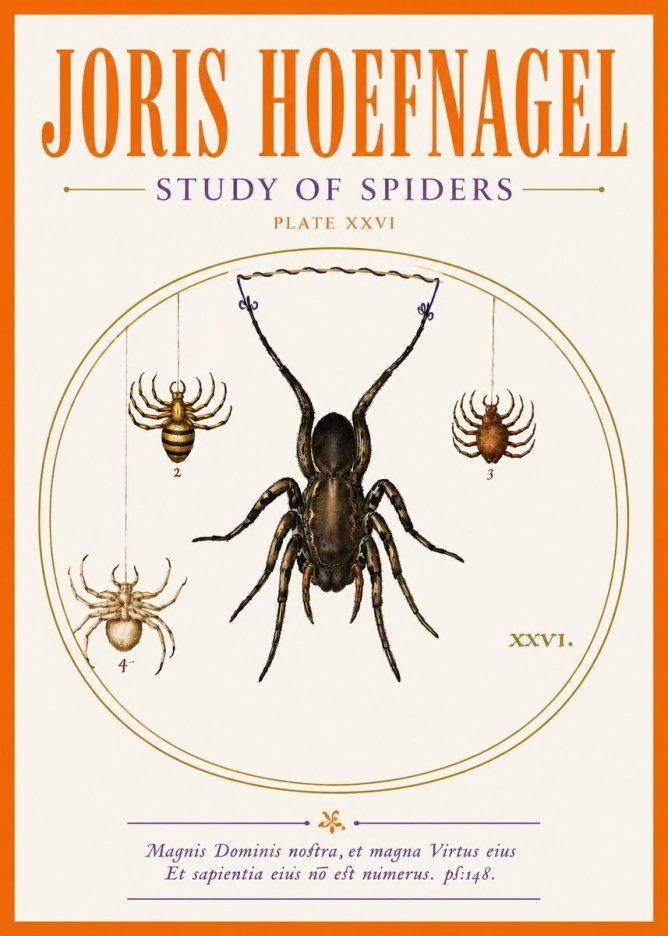 Joris Hoefnagel Study of Spiders No5 - Poszter