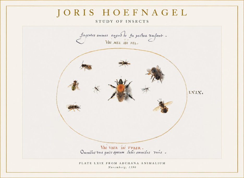 Joris Hoefnagel Insects Study II No6 - Poszter