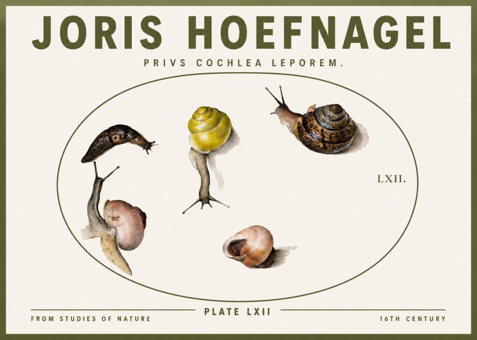 Joris Hoefnagel Privs Cochlea Leporem. No3 - Poszter