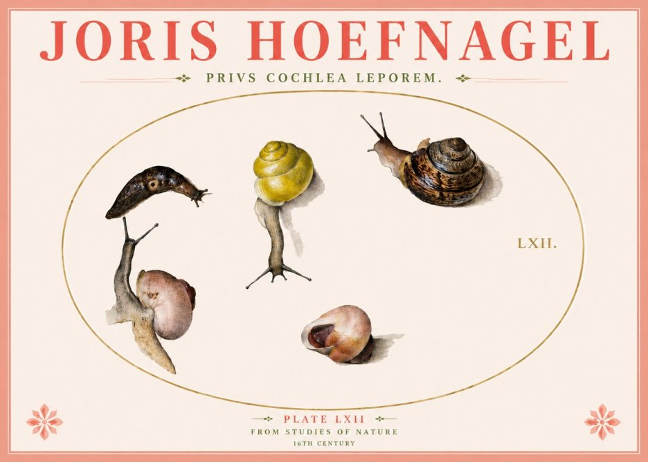 Joris Hoefnagel Privs Cochlea Leporem. No4 - Poszter